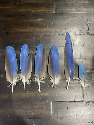 Blue And Yellow Blue And Gold Macaw Feather Set For Craft Smudge Ethically • $50