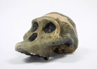 Australopithecus Africanus.  Mrs. Ples  Skull Replica. Vintage Anatomical Model • $190