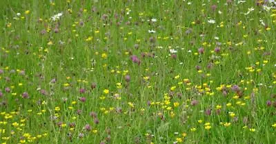 Wildflowers Herbs Pulses And Meadow Grasses: Biodiversity Mixture. • £2.30