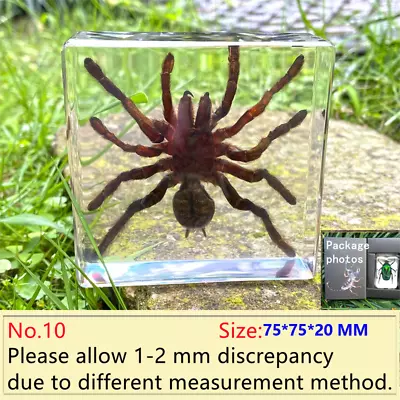 Insect In Resin Specimen Paperweight Tarantula Science Education Desk Display • £17.48