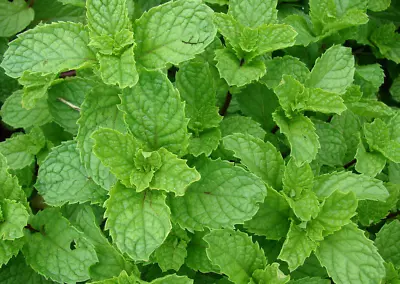 Moroccan Mint - Aromatic Flowering Herb Plant 9cm Pots • £6