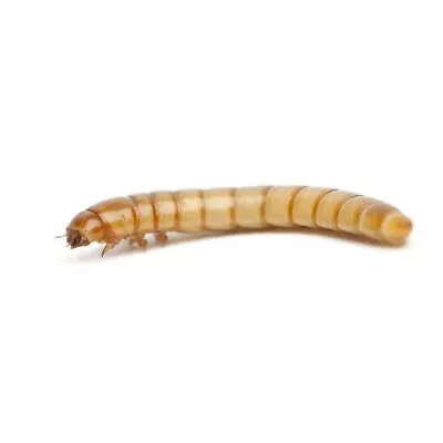 100-3000 CUPPED Live Mealworms-Organic Grown Vitamin Infused. • $3.99