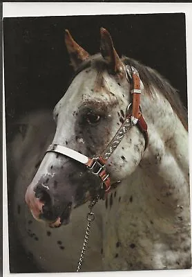 £0.99 • Buy Horse Postcard - Appaloosa Stallion - 