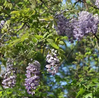 £7.14 • Buy 1-1000 PCS Chinese Wisteria Sinensis Tree Seeds Purple Shrub Vine Flower 0140