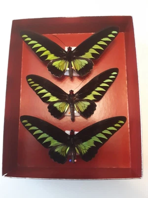 £20 • Buy Rajah Brooke's Male Birdwing Butterfly  X 3 Taxidermy Entomology