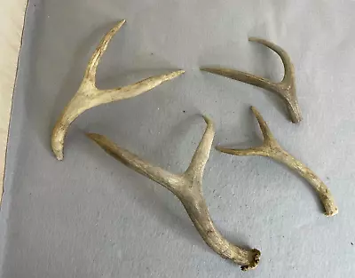 Lot Of 4 Deer Antlers Authentic Bone Genuine Material Sawed Off Varying Points # • $39.99