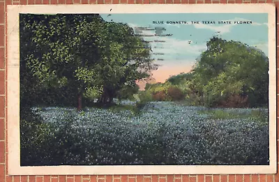 Vintage Postcard Mailed 1929 Blue Bonnets The Texas State Flower • $4.99