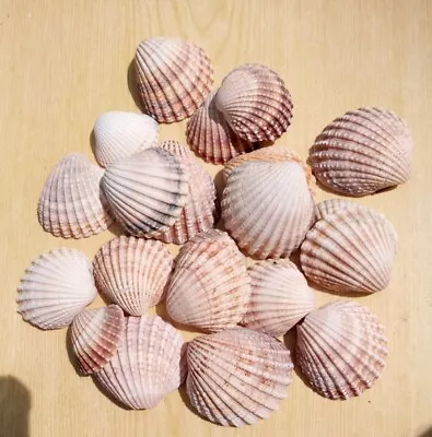 UK Natural Cockle Seashells Mosaic Shells Artwork Craft Supply 200gm • £4.49