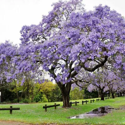 Jacaranda Mimosifolia (Jacaranda Tree) 12 Seeds - Fresh 2022 - Bonsai Garden • £3.25