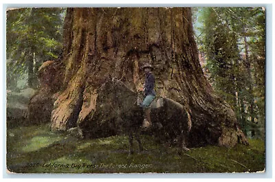 1910 California Big Trees The Forest Ranger Mountain View CA Antique Postcard • $14.98