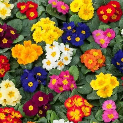 Primula Mixed Seeds Grow Your Own Flowers Borders Containers Simply Garden • £2.49