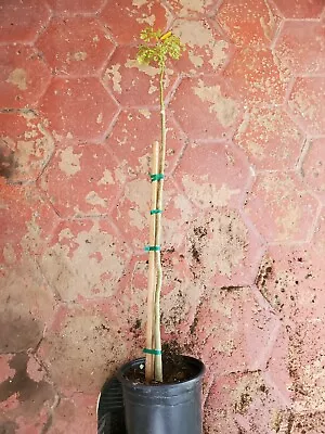 Moringa Tree - Very Tall - Live Plant - Thick Trunk - Most Nutritious TreeMoring • $125
