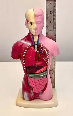 Vintage 11  Human Torso Medical Teaching Anatomical Model Colored Male Organs • $25