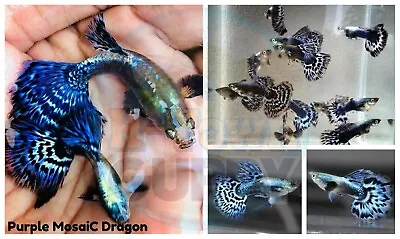 $30.95 • Buy 1 TRIO - Live Aquarium Guppy Fish High Quality - Purple MosaiC Dragon