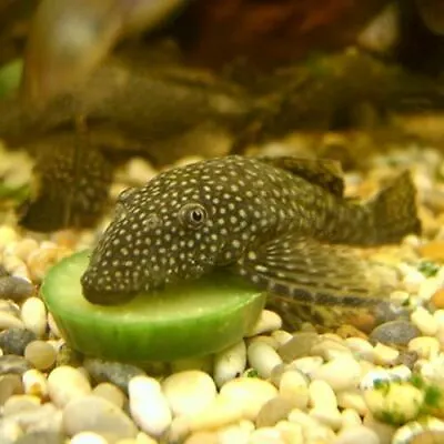 £3.95 • Buy Bristlenose Pleco Plec Tropical Fish Small Catfish Ancistrus Sp Live Aquarium