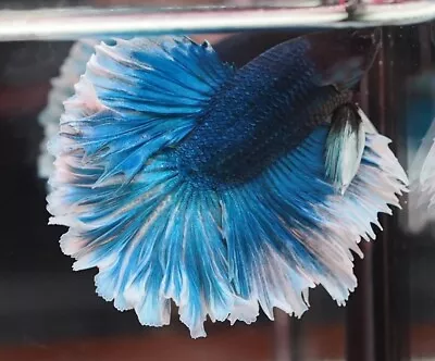 Live Betta Fish Halfmoon Rose Tail Blue Butterfly Male Quality Grade Thailand • $20.99