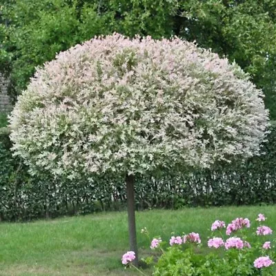 Flamingo Willow Salix Integra Standard Tree 'Hakuro-nishiki' 80cm Tall  • £34.99