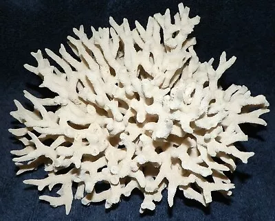 Natural White Branch Finger Lace Coral Sea Ocean Reef Aquarium Decor Specimen • $69.95