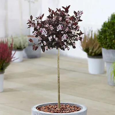 £24.99 • Buy Prunus Cistena Tree | Sand Cherry Potted Ornamental Trees For Small Gardens
