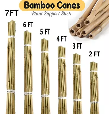 Bamboo Canes Garden Stakes Supports Stick Plants Natural Thick Strong Quality UK • £10.99