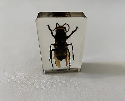 Real Taxidermy Greater Banded Hornet Vespa Tropica In Lucite Block Paperweight • £10