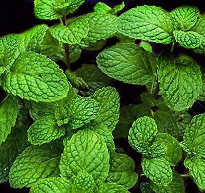 MOJITO Mint Mentha Villosa Perennial Herb Healthy 3 Rooted Plant • $7.29