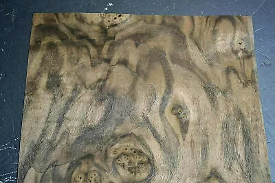   Walnut Burl Raw Wood Veneer Sheet 11 X 33 Inches 1/42nd Thick       I4680-60 • $34.99