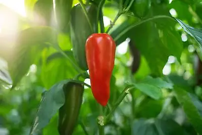 Red Marconi Mini Pepper Seeds - 10 Seeds - Free Shipping! • $3