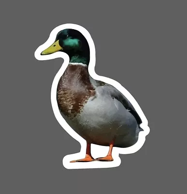 Duck Sticker Mallard Realistic Waterproof - Buy Any 4 For $1.75 Each Storewide! • $2.95