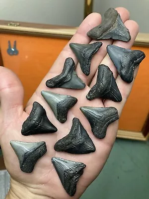 Fossil Megalodon Shark Teeth 1.25”-1.5” Lowcountry SC • $9.50