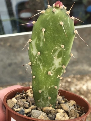 £2.99 • Buy Opuntia Monacantha Variegata Monstrosa Cactus In 6cm Pot Exact Plant In Pics