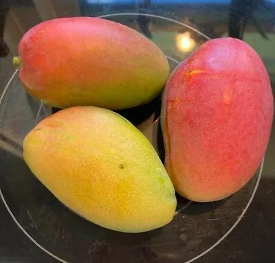 Dwarf COGSHALL Grafted Rare MANGO Tree 3Gal Pot Ready To Fruit Ship UPSOvernight • $139