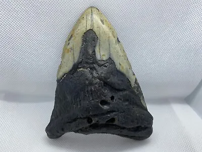 Megalodon Shark Tooth 5.19” Fossil Meg Prehistoric Extinct Natural Authentic 5in • $75