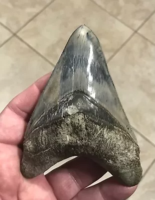 COLORFULLY SWEET  - 4.50” X 3.25” Indonesian Megalodon Shark Tooth Fossil • $168