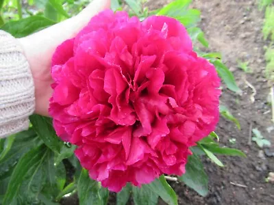 Red Peony Romance Plant  Herbaceous Plant To View Look Lot 6 • £10.99