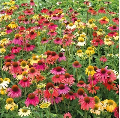 1 Echinacea ‘Dreamcoat’ Bare Root Plant • £2.95