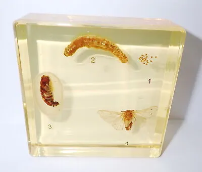 Silk Moth Specimen Simplified Life Cycle Set Learning Aid Amber Clear DD2A • $19.99