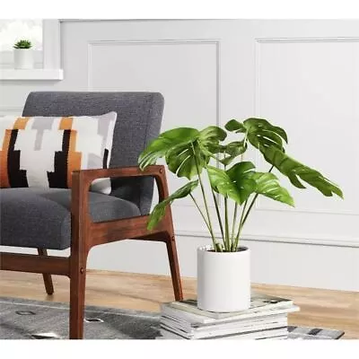 Monstera Plant - Project 62 • $18.99