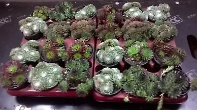 6 X Sempervivum Houseleek Hen & Chicks / Succulents Plants (9cm Pots). • £11.99