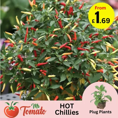 Chilli Pepper Plug Plants Hot Mild Veg Dwarf Ornamental Chili • £2.26