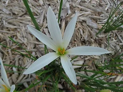 Rain Lily Zephyranthes Bangkok White  2 Bulbs NEW Habranthus • $18