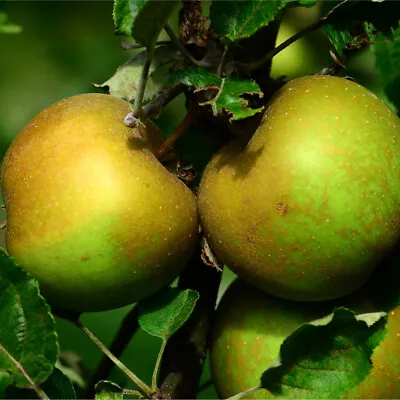 Egremont Russet' Apple Tree 4-5ft Tall In 6L Pot Self-Fertile Ready To Fruit • £34.99
