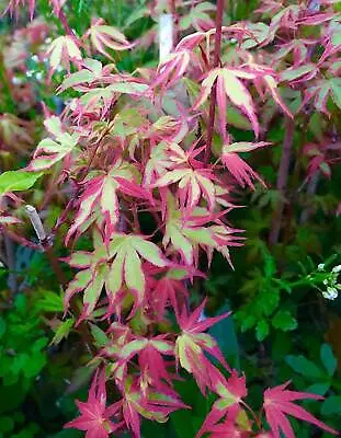 $4.97 • Buy 10 Large Purple And Green Japanese Maple Tree Seeds Bonsai Plant Rare Beautiful