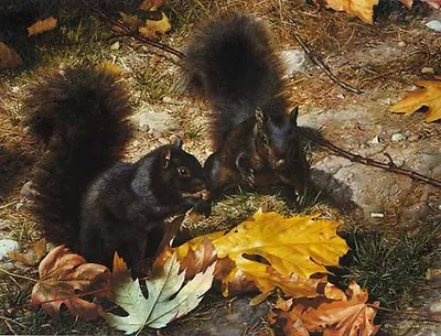 Carl Brenders NORTHERN COUSINS-BLACK SQUIRRELS Art Print ARTIST PROOF A/P#5/56 • $325