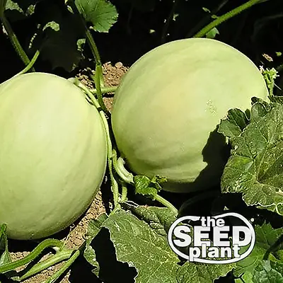 Honeydew Melon Seeds 50 SEEDS NON-GMO • $1.89