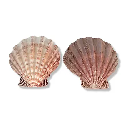 Irish Flat Scallop Shells Beach Nautical Décor Bivalve Shell Set Of (2) • $11