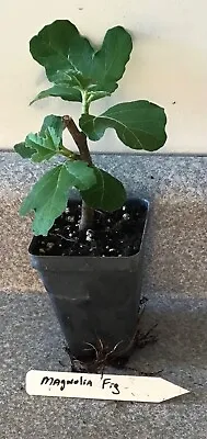 Magnolia Fig Nice Starter Plant Cannot Ship To CA OR NV WA  Or AZ • $8.59
