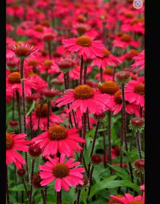 Echinacea Sensation Pink Plant Perennial 1 X 13cm POT Plant Now • £7.99