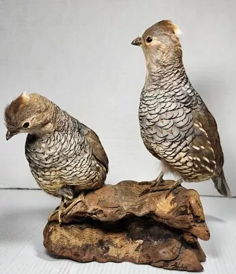 Pair Scaled Quail Taxidermy Mount Shadow Box Nature Real Birds Stuffed Driftwood • $299.99