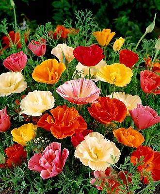 California Poppy Seeds - Mission Bells 500 Seeds Non-GMO • $2.95